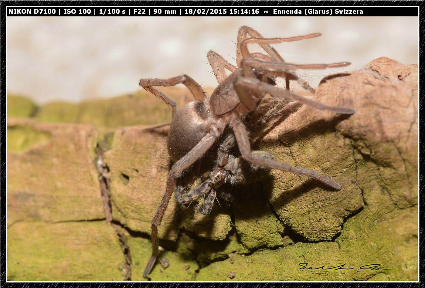 Drassodes sp. preda Pardosa sp. - Ennenda (Glarus), Svizzera